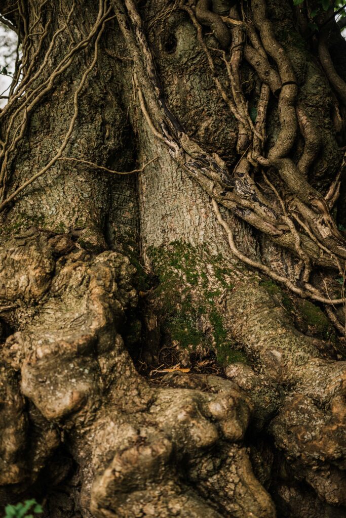 CombeheadHouse30-10-24MattAustin-133